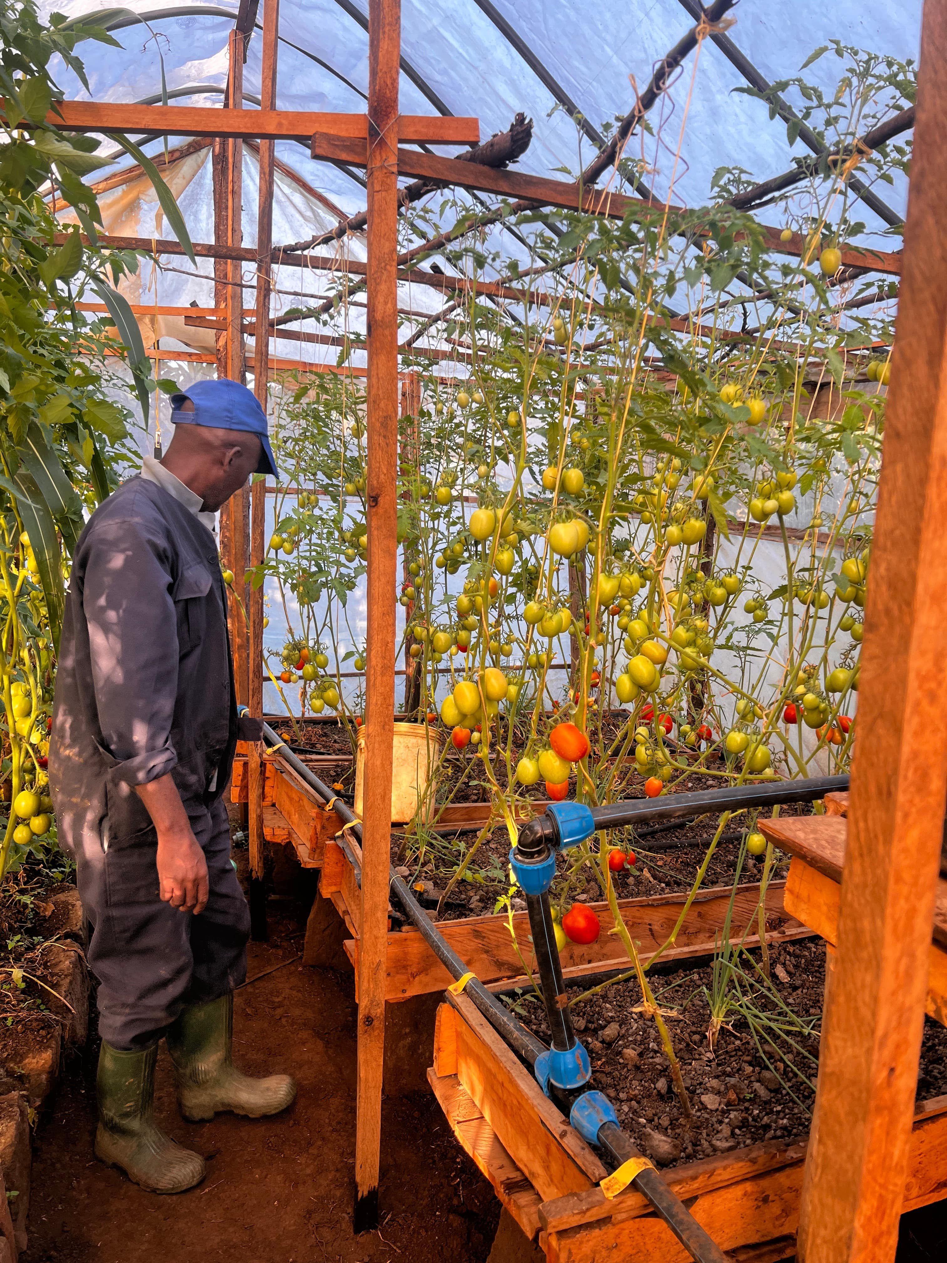 Roots & Harvest